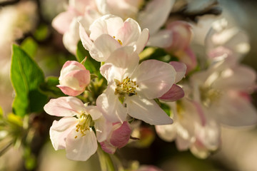 Fototapeta na wymiar Blossoming apple tree garden in spring close up