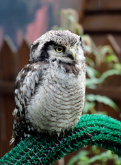 portrait of a barn owl