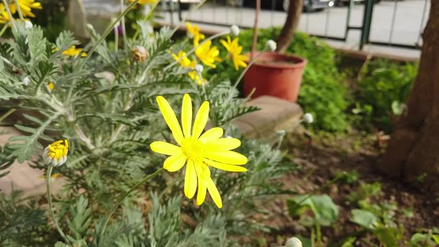 Close up grey leaved euryops in a garden at outdoors
