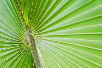 Fototapeta premium Natural green leaves of palm trees pattern texture background.