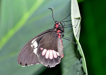 mariposa roja y negra en una hoja verde  Marbella Andalucía España