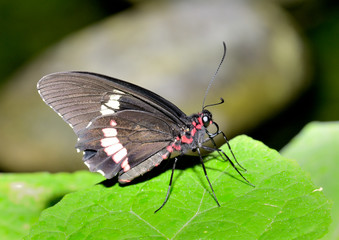 mariposa negra con manchas blancas u rojas en una hoja verde  Marbella Andalucía España