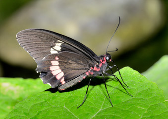 mariposa negra sobre hoja verde  Marbella Andalucía España