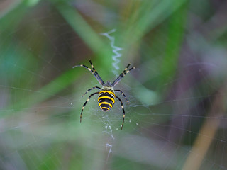 Tiger spider weaves a net with its paws on a tree in the summer against. Close up macro view of beautiful cobweb big round shape