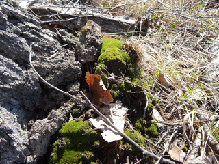 Forest glade vesnoy