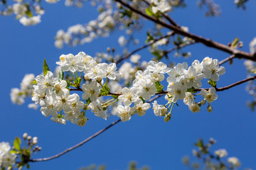 cherry blossom in spring
