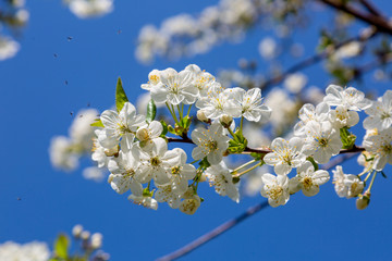 apple tree blossom
