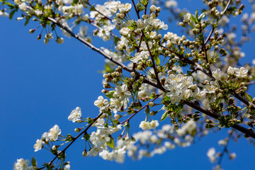 apple tree flowers