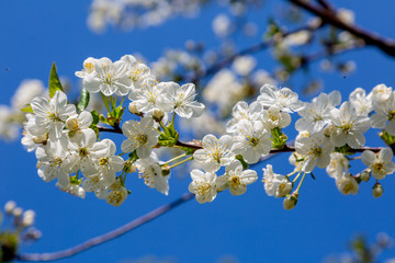 blooming cherry tree