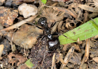 hormiga en el suelo del bosque  Marbella Andalucía España
