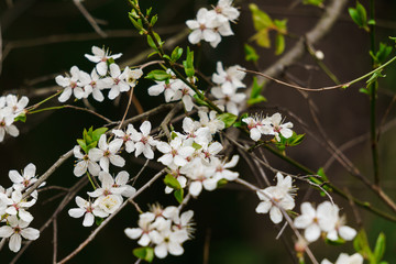 White flowers of cherry plum with yellow stamens on a branch in the spring garden.