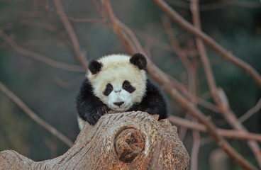 Obraz premium Giant panda