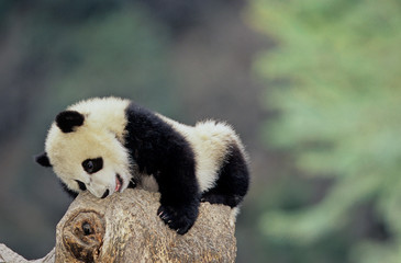 Fototapeta premium Giant panda