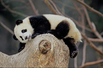 Fototapeta premium Giant panda