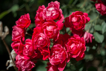 Big red roses in the garden
