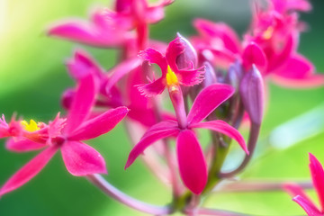 pink orchid flower