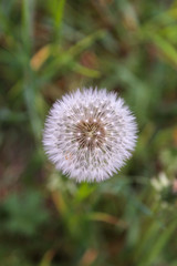 dandelion in the grass
