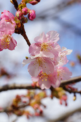 淀緑地の河津桜