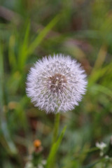 dandelion in the grass