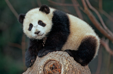 Giant panda