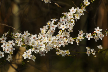 White flowers of cherry plum with yellow stamens on a branch in the spring garden.