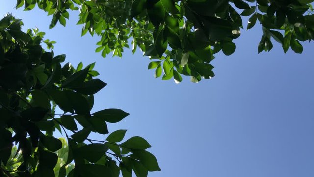Silhouette of beautiful green leaves of plants named "Murraya paniculata" growth in botanical garden,bright sky as backdrop.Natural background.Tropical botanical trees.Selective focus.