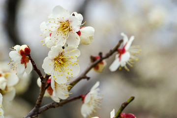 白梅の花