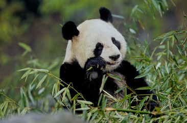 Giant panda
