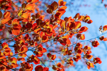red autumn leaves