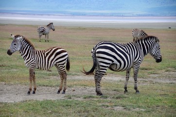 Fototapeta na wymiar Zebras in the Ngorongoro crater in Tanzania, East Africa