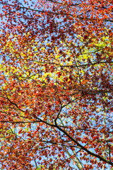 autumn leaves background