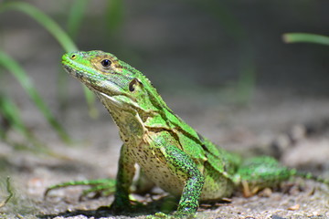 green lizard on a tree