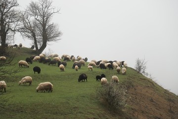 Obraz premium herd of sheep in green meadow. artvin/turkey