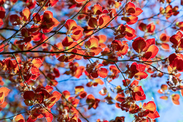 autumn leaves against blue sky