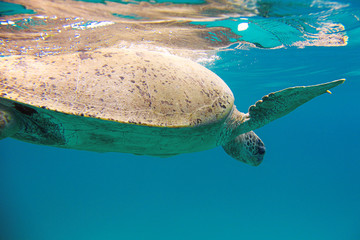 The sea turtle swims in the Pacific ocean. Close up. World Ocean's day. Protection of the wildlife.