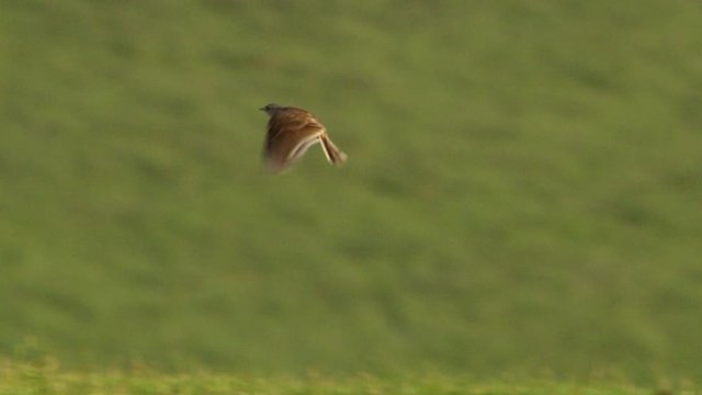 Eurasian skylark (Alauda arvensis) flying above grassy field and landing on pole, Cranborne Chase, Wiltshire, UK