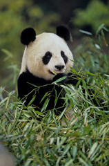 Obraz na płótnie Canvas Giant panda
