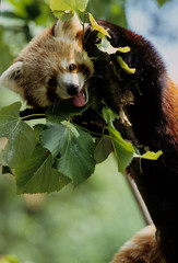 Lesser panda