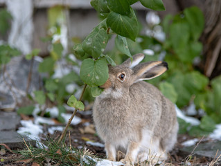 rabbit in the grass