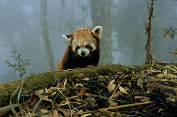 Lesser panda