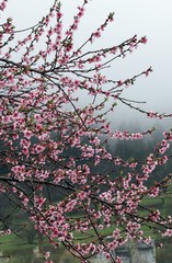 Flowers of the cherry blossoms on a spring day.savsat/artvin