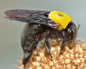 Bumblebee Insect from the family bees
