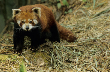 Lesser panda