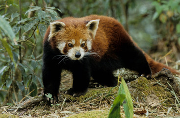 Fototapeta premium Lesser panda