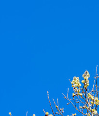 Salix Caprea.  Branches of flowering willow against the clear blue sky.  Vertical, minimalism photo with a lot of copy space.