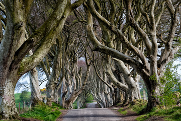 the dark hedges