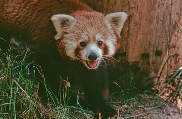 Obraz premium Lesser panda
