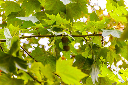 Branches  of a sycamore tree tree with green leaves and spiny round fruits in a city park in Milan