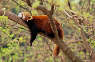 Lesser panda
