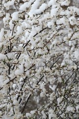 Flowers of the cherry blossoms on a spring day.savsat/artvin